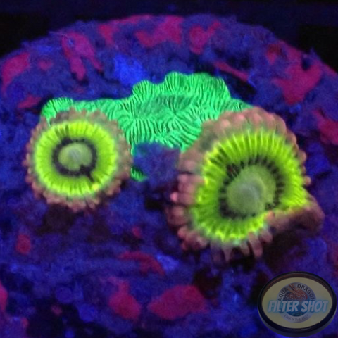 Krustenanemonen „Lemon Heads & Pavona“ WYSIWYG „AD Special“