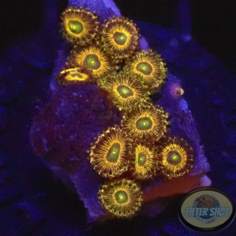 Krustenanemonen „Gold Digger“ WYSIWYG „AD Special“