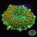 Rhodactis spp. „Bounce Carpet“ WYSIWYG