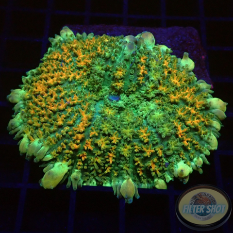 Rhodactis spp. „Bounce Carpet“ WYSIWYG