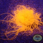 Pachycerianthus spp. „Burning Rose“