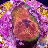 Echinophyllia spp. „Stained Glass“ WYSIWYG