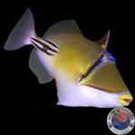 Rhinecanthus lunula 'Halbmond Drückerfisch'