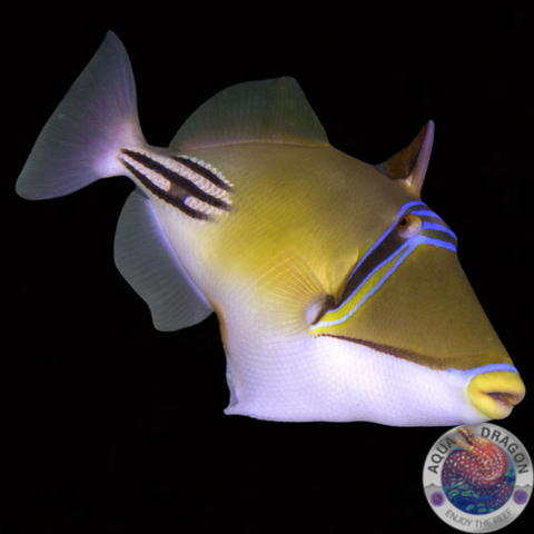 Rhinecanthus lunula 'Halbmond Drückerfisch'