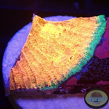 Echinophyllia spp. „Above the Rim“ WYSIWYG „AD Special“