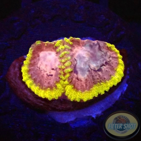 Favia spp. “Tranquility” WYSIWYG