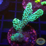 Seriatopora caliendrum „Toxic Bird“