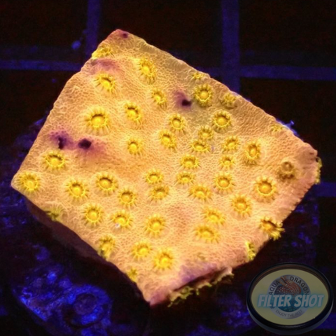 Cyphastrea spp. “24K”