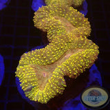 Lobophyllia spp. „Gold Sprinkle“ WYSIWYG „AD Special“