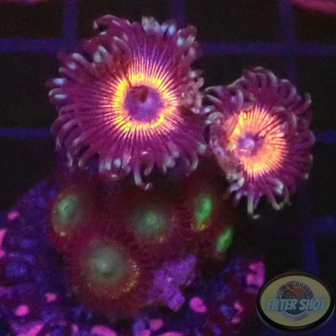 Krustenanemonen „Mixi Daisy“ WYSIWYG