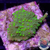 Montipora stellata „Star Wars“ WYSIWYG „AD Special“