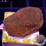 Montipora spp. “Tropic Thunder”
