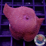 Discosoma spp. „Fire Interstellar“ AD Special