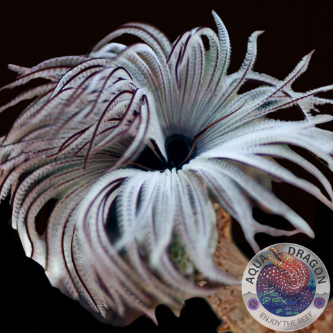 Sabellastarte spp. „White“