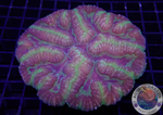 Symphyllia spp. „Brainstorm“ WYSIWYG