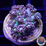Goniopora spp. „Yellow Kiss“