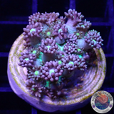 Goniopora spp. „Yellow Kiss“