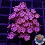 Goniopora spp. „Dark Cream“