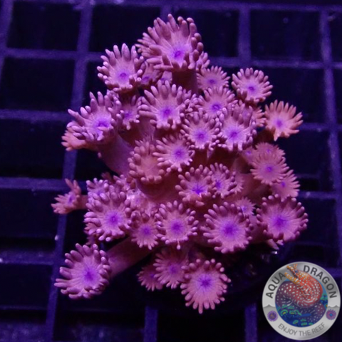 Goniopora spp. „Dark Cream“