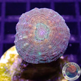 Lobophyllia spp. „Pumpkin Garden“ WYSIWYG