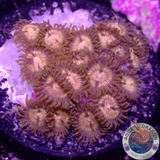 Krustenanemonen „Angelles Rouge“