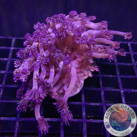 Goniopora spp. „Purple Flower“ WYSIWYG
