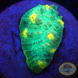 Echinophyllia spp. „Sky High“ AD Special