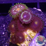 Krustenanemonen „Vampire Nipple Stargazer“ WYSIWYG