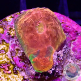 Echinophyllia spp. „Stained Glass“ WYSIWYG