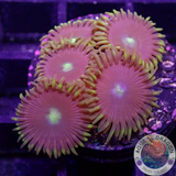 Krustenanemonen „Blue Steel“ WYSIWYG