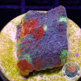 Echinophyllia aspera 🌈 „Rainbow Bugatti“ WYSIWYG