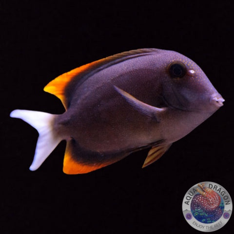 Ctenochaetus tominiensis „Tominis-Borstenzahndoktor“ S