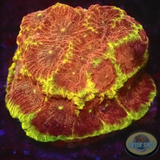 Favia spp. „Inferno“ WYSIWYG