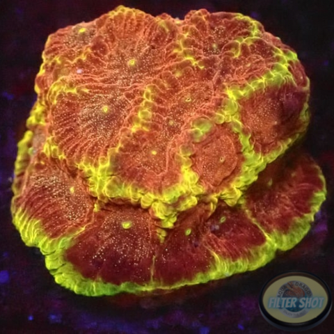 Favia spp. „Inferno“ WYSIWYG