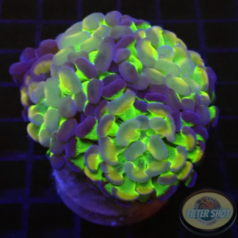 Euphyllia baliensis „Voodoo Child“