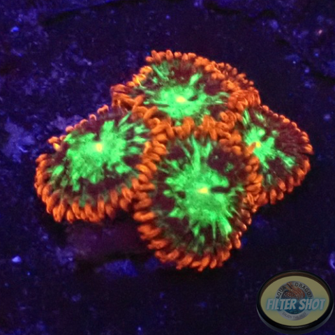 Krustenanemonen „Chemical Romance“ WYSIWYG