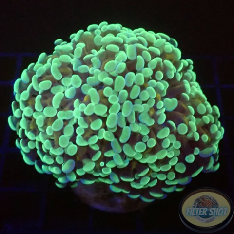 Euphyllia balinsis „Banana“ WYSIWYG