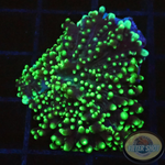 Rhodactis howesii „Toxic“