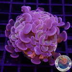 Euphyllia baliensis „Mystic“ AD Special