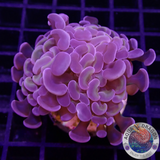 Euphyllia baliensis „Mystic“ AD Special