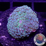 Ricordea florida „Sea Foam“ WYSIWYG „AD Special“