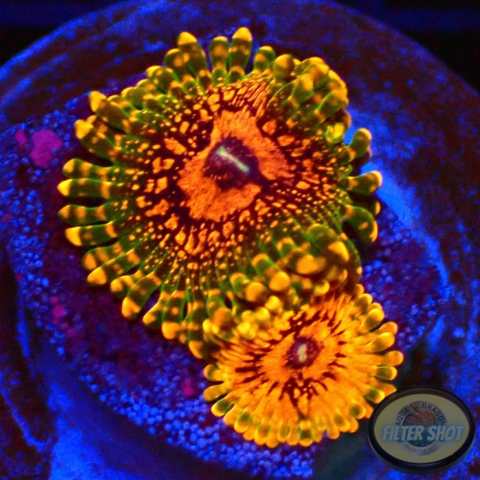 Krustenanemonen „GMK“
