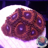 Krustenanemonen „Poinsettia“ WYSIWYG