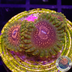 Krustenanemonen „GMK“
