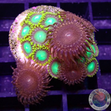 Krustenanemonen Radioactive Campfire“ WYSIWYG „AD Special“