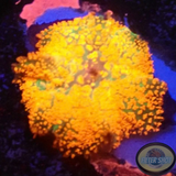 Rhodactis spp. „Firestarter“ WYSIWYG „AD Special“