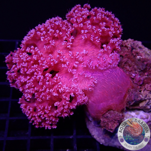 Dendronephthya spp. „Deep Pink Sea“ WYSIWYG