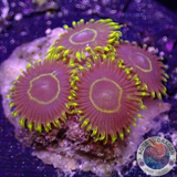 Krustenanemonen „Crazy Hornet“ 🐝 WYSIWYG „AD Special“