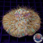 Fungia spp. „Plazma“ WYSIWYG