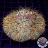 Fungia spp. „Plazma“ WYSIWYG